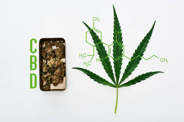 top view of green cannabis leaf and marijuana buds in metal box on white background with cbd molecule illustration