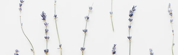 Panoramic Shot Dry Lavender Twigs Flowers Isolated White — Stock Photo, Image