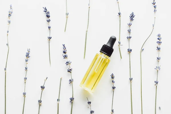 top view of dry lavender twigs with flowers and bottle with natural oil on white background