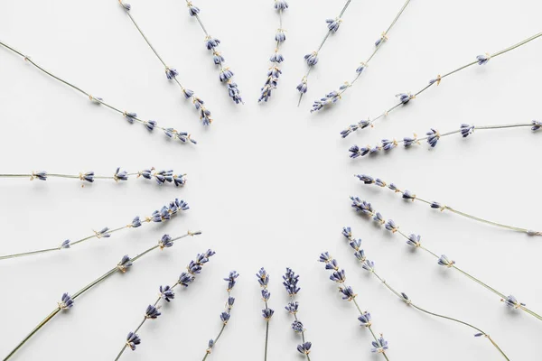 top view of circle frame of dry lavender twigs with flowers on white background with copy space
