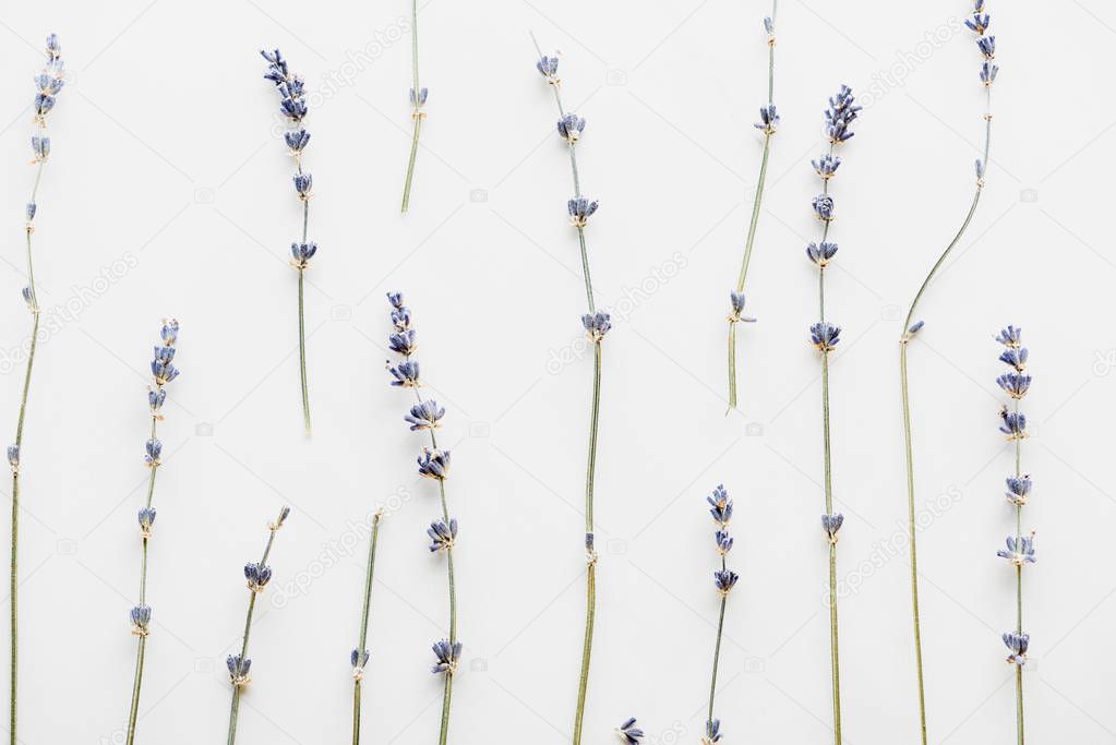 top view of dry lavender twigs with flowers isolated on white