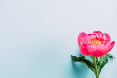 Mavi arka planda renkli pembe şakayığın üst görünümü