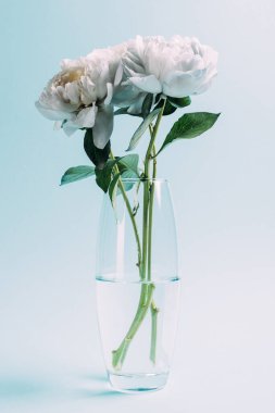 bouquet of white peonies in glass vase on blue background clipart