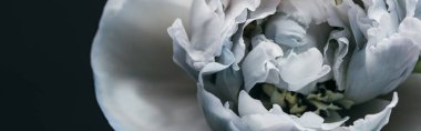 close up view of blue and white peony isolated on black, panoramic shot clipart
