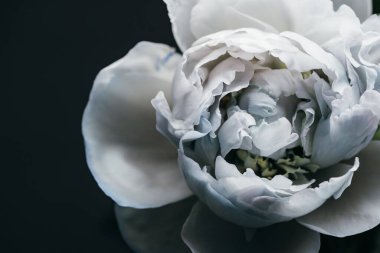 close up view of blue and white peony isolated on black clipart