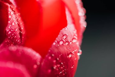 close up view of pink peony with water drops isolated on black clipart