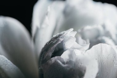 close up view of blue and white peony with drops isolated on black clipart