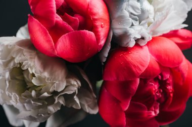 bouquet of wet pink and blue peonies isolated on black, close up view clipart