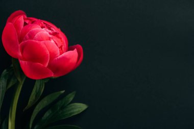 Siyah üzerinde yeşil yapraklar olan pembe şakayığın yakın görüntüsü