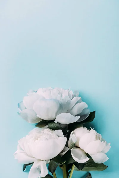 Top View White Peonies Blue Background — Stock Photo, Image