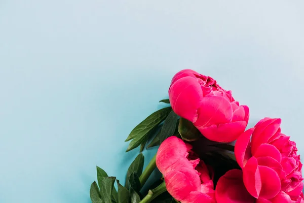 Bovenaanzicht Van Kleurrijke Roze Pioenrozen Blauwe Achtergrond — Stockfoto