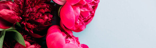 Top view of colorful pink peonies on blue background, panoramic shot