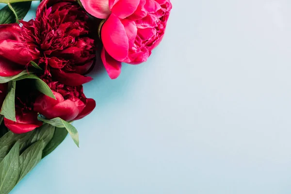 Vista Superior Coloridas Peonías Rosadas Sobre Fondo Azul — Foto de Stock