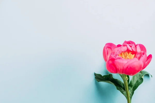 Bovenaanzicht Van Kleurrijke Roze Pioen Blauwe Achtergrond — Stockfoto