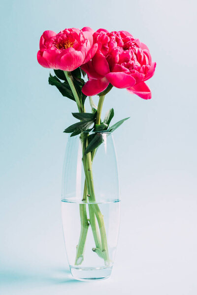 bouquet of pink peonies in glass vase on blue background