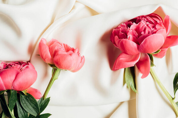 top view of pink beautiful peonies on white cloth