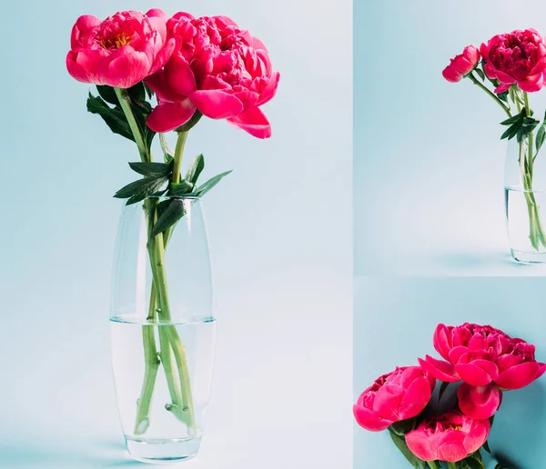 Bouquet Pink Peonies Glass Vase Blue Background Collage — Stock Photo, Image