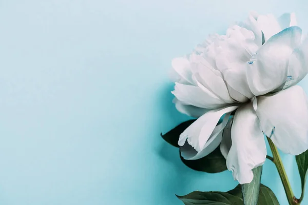 Top View White Peony Blue Background — Stock Photo, Image