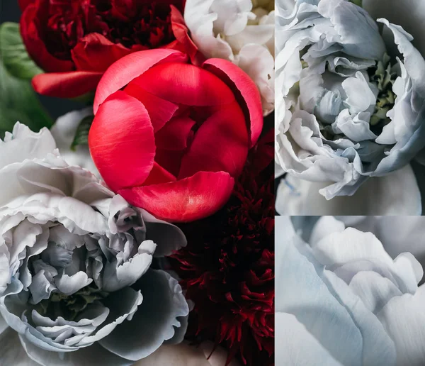 Collage Red Blue Peonies Black Background — Stock Photo, Image