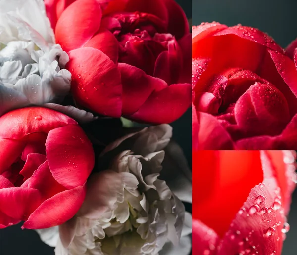Collage Red Blue Peonies Drops Black Background — Stock Photo, Image