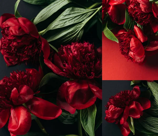 Collage Van Rode Pioenrozen Zwarte Rode Achtergrond — Stockfoto