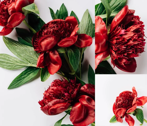 Collage Peonie Rosse Con Foglie Verdi Sfondo Bianco — Foto Stock