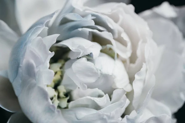 Close View Blue White Peony — Stock Photo, Image