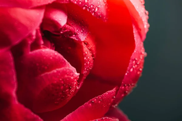 Vista Cerca Peonía Rosa Con Gotas Agua Aisladas Negro —  Fotos de Stock