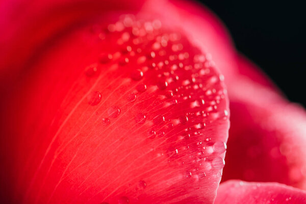 close up view of pink peony petal with water drops isolated on black