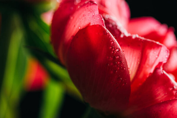 close up view of pink peony with water drops