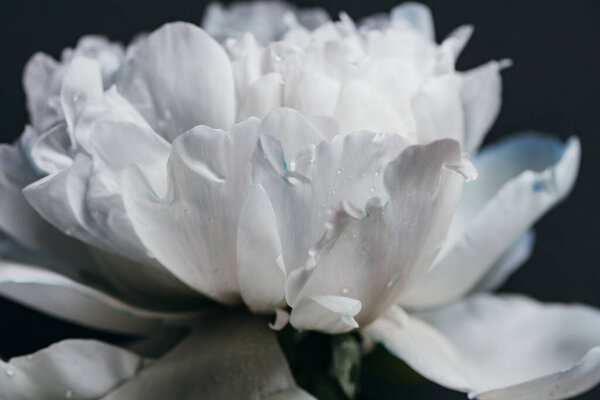 close up view of blue and white peony with drops isolated on black