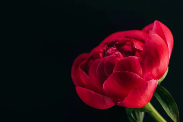 Vue Rapprochée Pivoine Rose Isolée Sur Noir — Photo