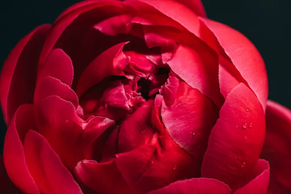 Крупным Планом Вид Розового Пиона Каплями Изолированными Черном — стоковое фото