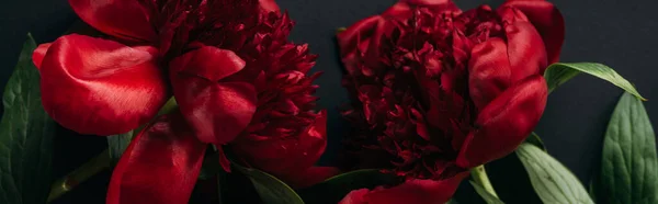 Top View Red Peonies Green Leaves Black Background Panoramic Shot — Stock Photo, Image