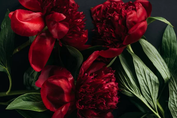 Top View Red Peonies Green Leaves Black Background — Stock Photo, Image