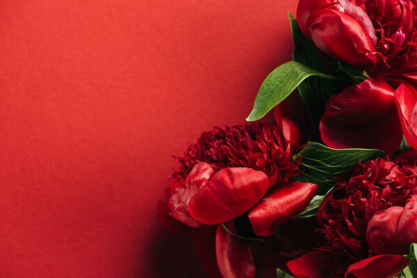 top view of red peonies with green leaves on red background