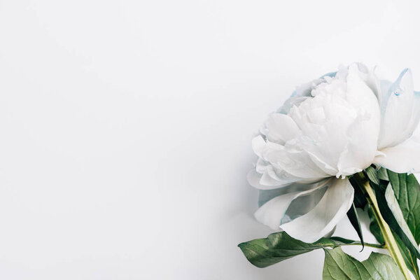 top view of blue and white peony with green leaves on white background