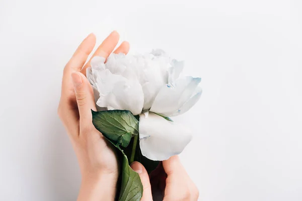 Visão Parcial Mulher Segurando Peônia Azul Branco Com Folhas Verdes — Fotografia de Stock
