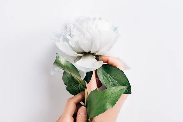 Partial View Woman Holding Blue White Peony Green Leaves White — Stock Photo, Image