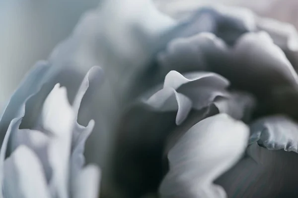 Close up view of blue and white peony — Stock Image Close View Blue White Peony Stock Image