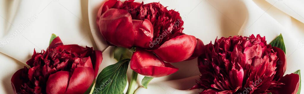 top view of bouquet of red peonies on white cloth, panoramic shot