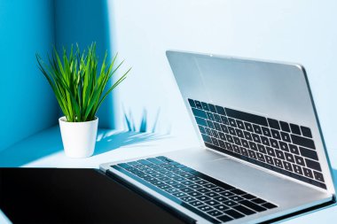 modern dizüstü bilgisayarlar mavi işyerinde yeşil bitkilerle 