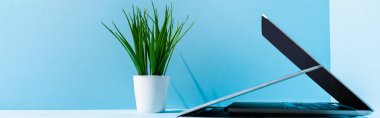 modern laptops on blue workplace with green plant, panoramic shot clipart