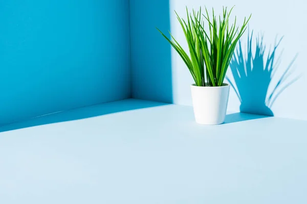Zelená Rostlina Bílém Květináči Modrém Pozadí — Stock fotografie