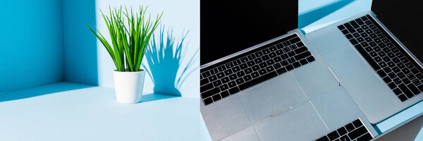 collage of modern laptops on blue workplace with green plant, panoramic shot