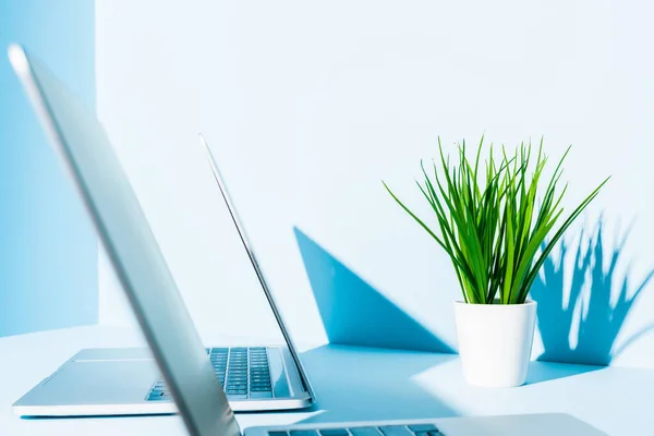 Selective Focus Modern Laptops Blue Workplace Green Plant — Stock Photo, Image