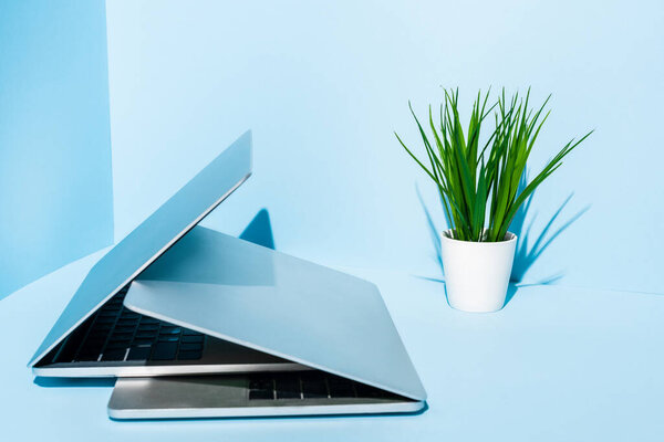 modern laptops on blue workplace with green plant 