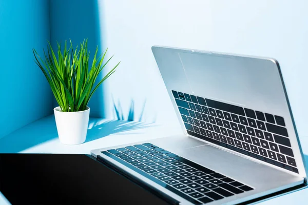 Moderne Laptops Blauen Arbeitsplatz Mit Grüner Pflanze — Stockfoto
