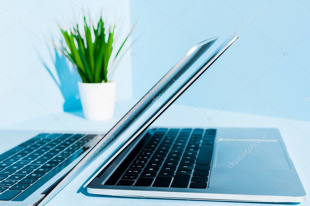 Selective focus of modern laptops on blue workplace with green plant