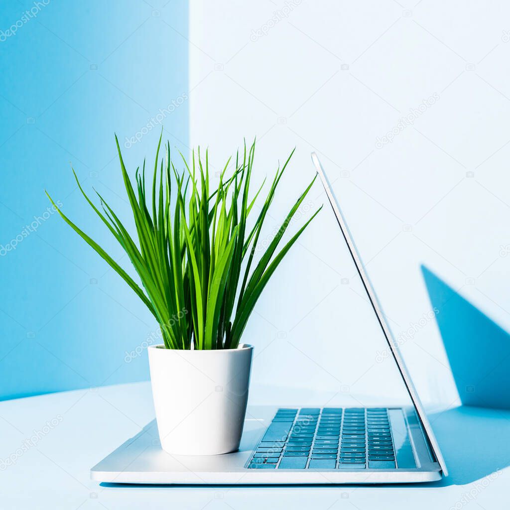 modern laptop on blue workplace with green plant in white flowerpot